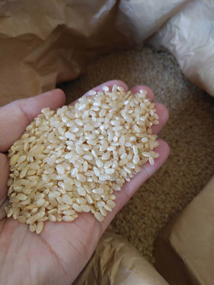コシヒカリ　玄米30kg　栃木県産　令和３年度_玄米の写真です
