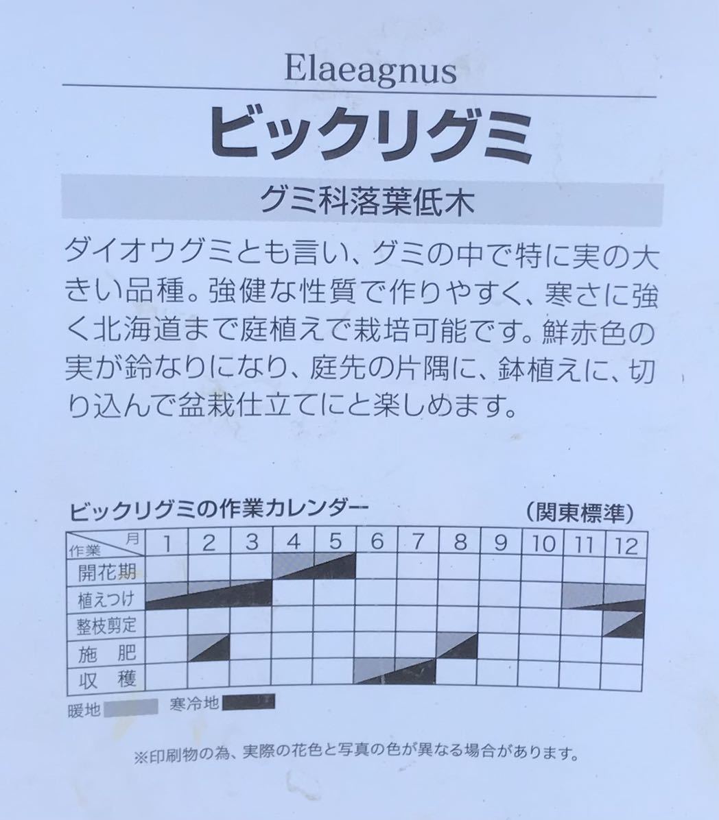 当社の ビックリグミ 苗木 Staging Fiorillicaffe Com 当社の ビックリグミ 苗木 Staging Fiorillicaffe Com
