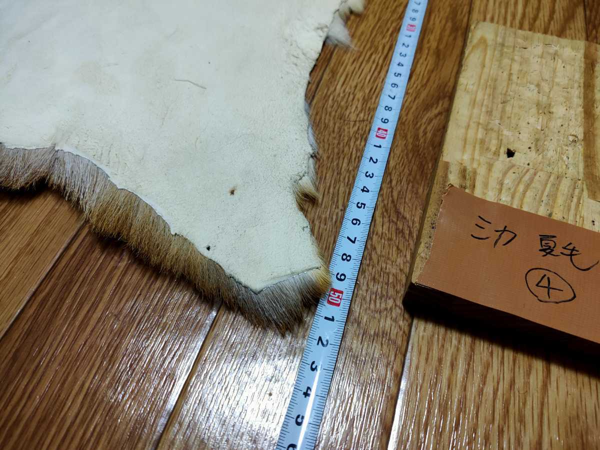 ○登山○シカの尻皮(夏毛④) ニホンシカ ニホンジカ 尻当て 尻 ○登山○シカの尻皮(夏毛④) ニホンシカ ニホンジカ 尻当て 尻