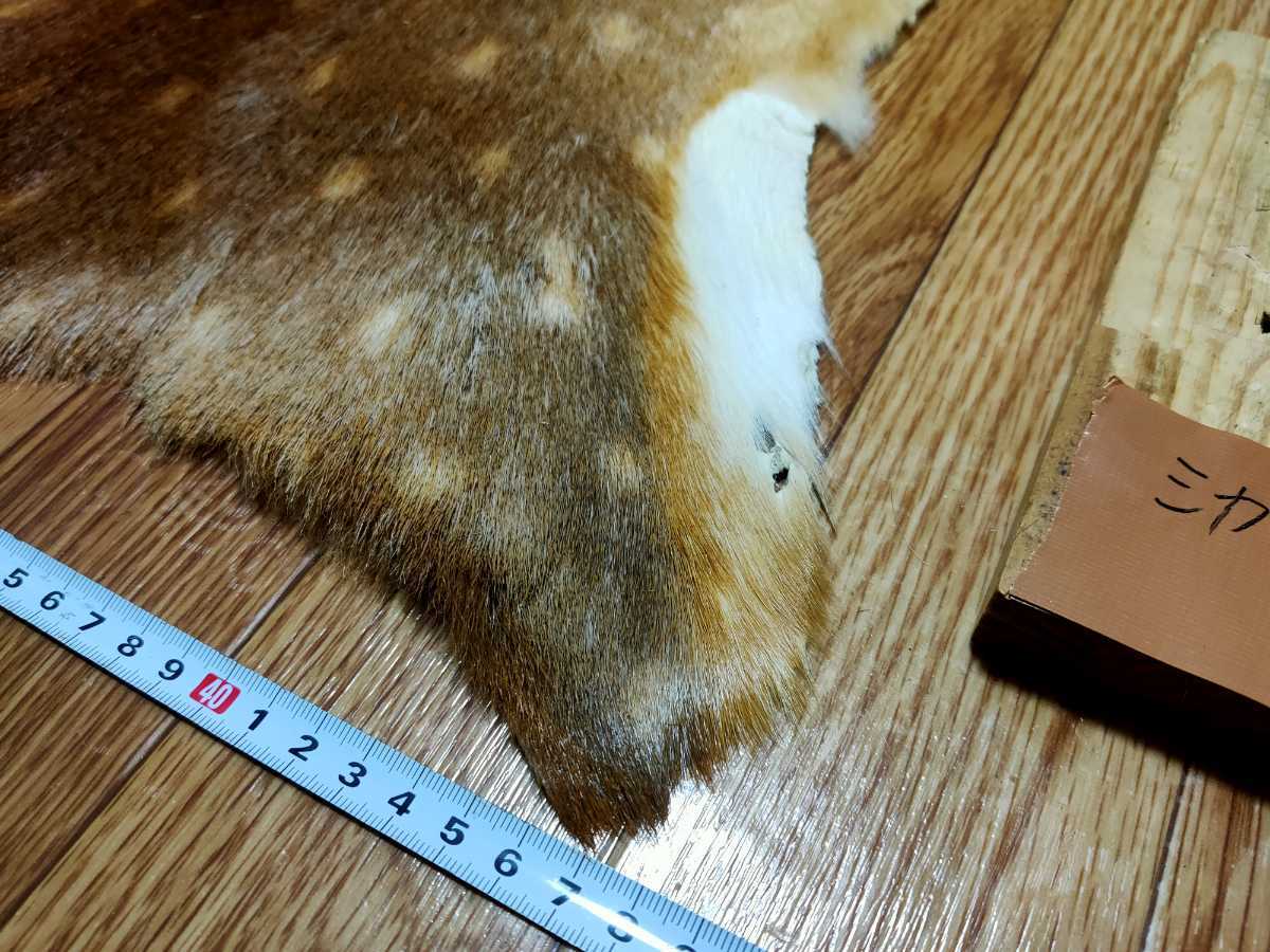 ○登山○シカの尻皮(夏毛④) ニホンシカ ニホンジカ 尻当て 尻 ○登山○シカの尻皮(夏毛④) ニホンシカ ニホンジカ 尻当て 尻