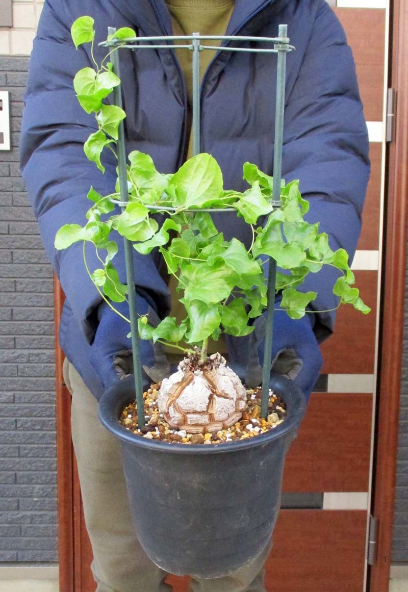 現品】塊根植物 アフリカ亀甲竜 6号(キッコウリュウ)A782 www