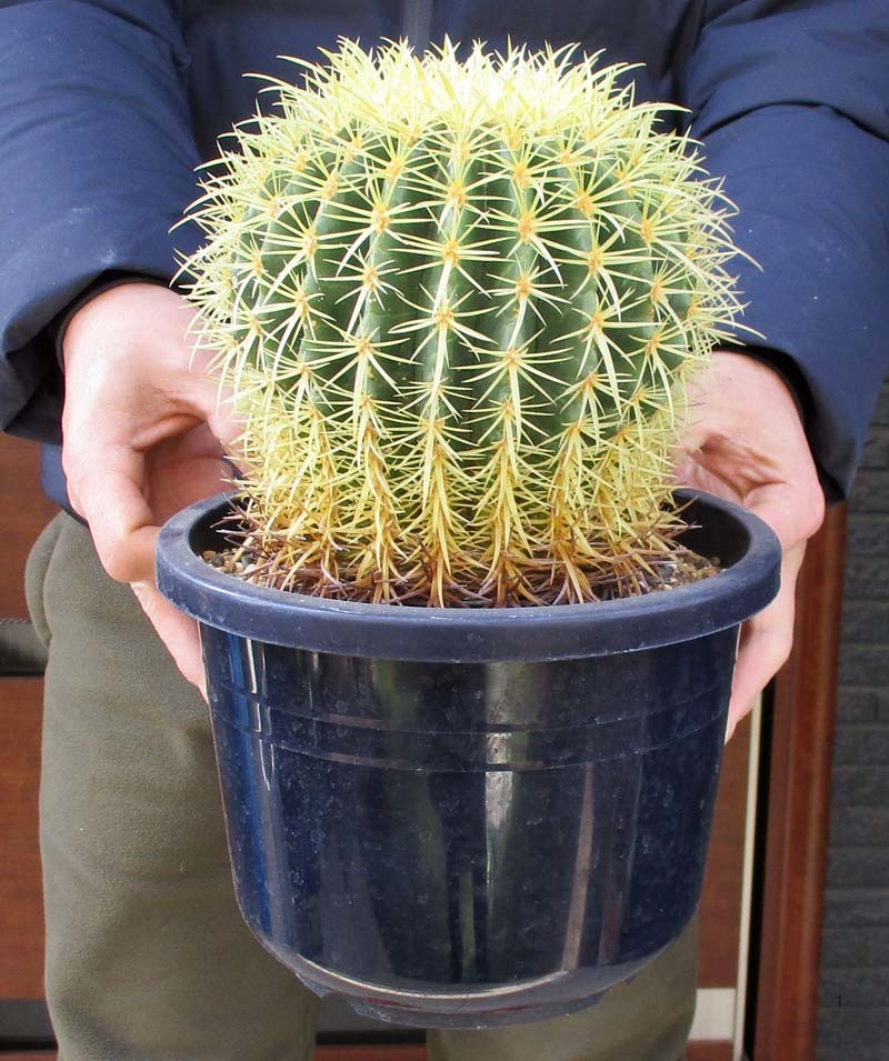 【再入荷】 【現品】サボテン・短棘　金鯱(Echinocactus )７号　ｔｓ grusonii サボテン