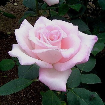 バラ苗 ｈｔ 花嫁 花嫁をイメージした美しいピンク色です 強剪定6号