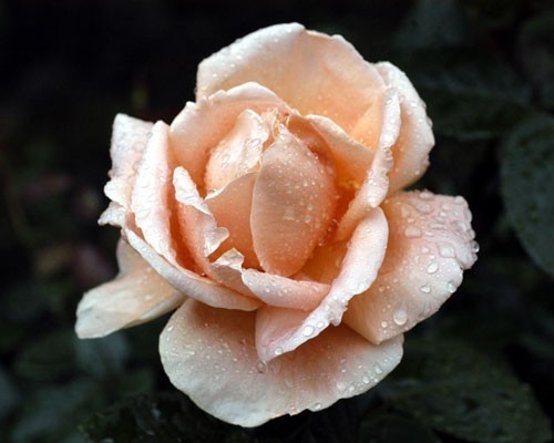 バラ苗 ｈｔ メーカー再生品 アベイ ドゥ 芍薬のような大輪の花を咲かせます 強剪定６号 クリニュー