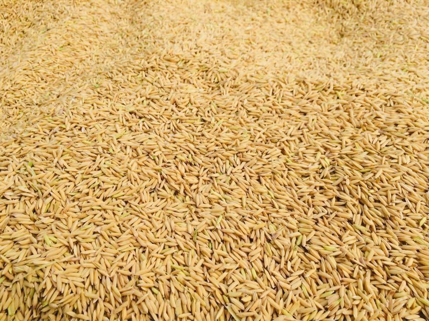 令和3年産【丹波産】インディカ 玄米 -特別栽培米- “星かぐわ” 900g_画像3