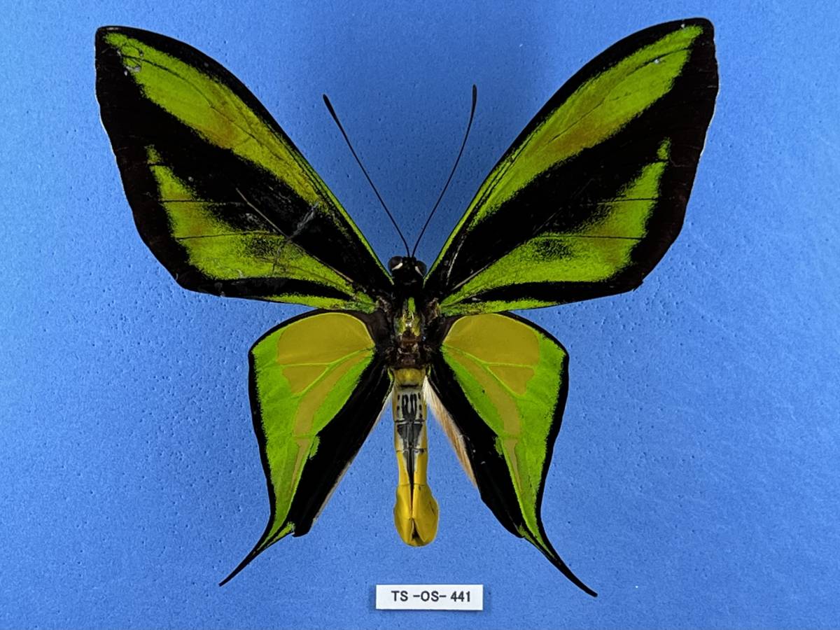 低廉 ゴクラクトリバネアゲハ p.flavescens ペア 西イリアン ティミカ