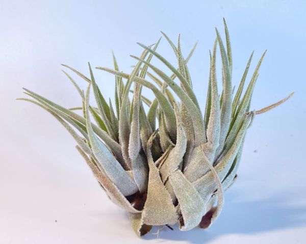 安いそれに目立つ 1269 Tillandsia Heubergeri Var Giant チランジア ヘウベルゲリ ジャイアント 配送料無料 エアープランツ ティランジア 売れ筋 Persianasmadrid Info