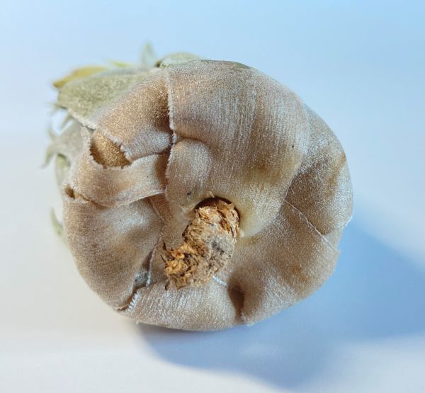 1261 Tillandsia heubergeri Var Giant チランジア ヘウベルゲリ 1261 Tillandsia heubergeri Var Giant チランジア ヘウベルゲリ