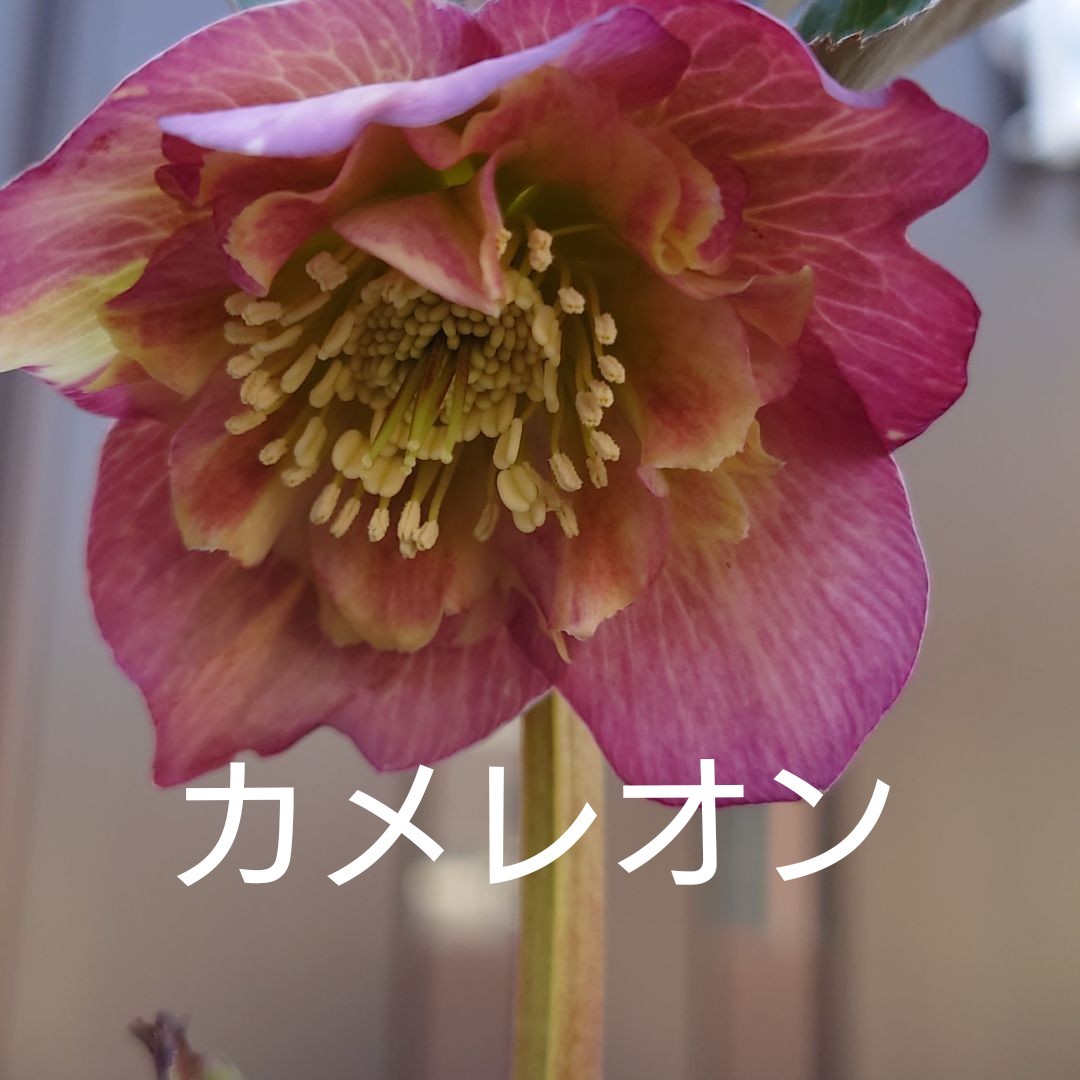 激レア クリスマスローズ カメレオン 吉田園芸 開花株 正規品 激レア クリスマスローズ カメレオン 吉田園芸 開花株 正規品