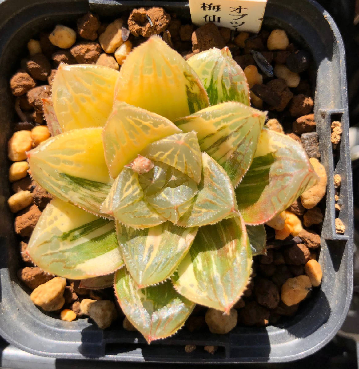 Yahoo!オークション - 02 ハオルチア Haworthia 梅仙錦 Yahoo!オークション - 02 ハオルチア Haworthia 梅仙錦