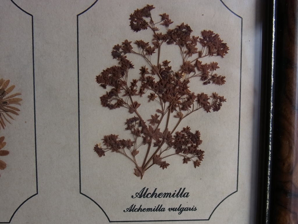  England Vintage Joanna Sheen delicate . pressed flower. frame ~ daisy aruke Mira lavender myosotis ~botanika lure to