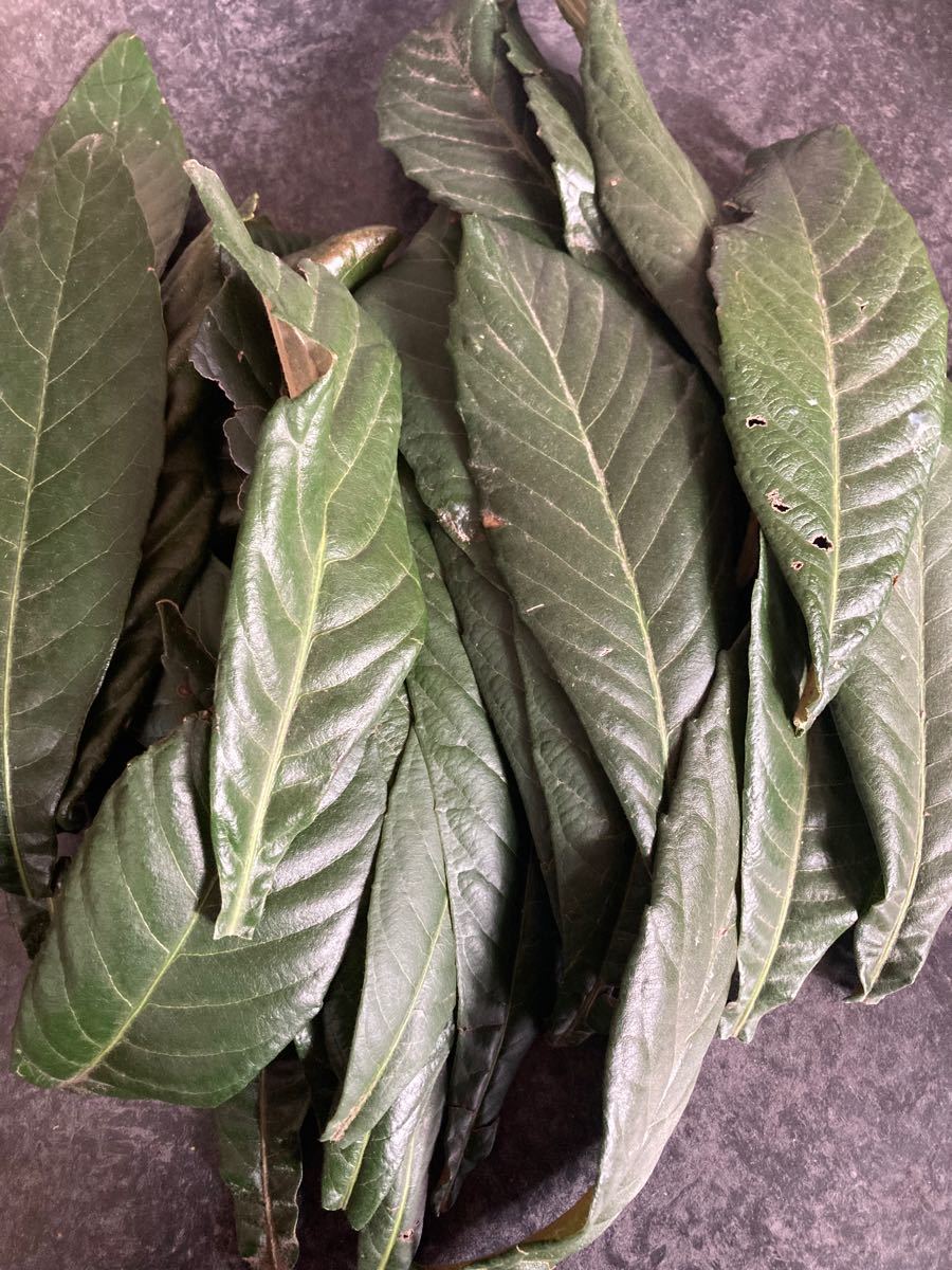 枇杷の葉 びわの葉 生 約25枚 大サイズ 自宅栽培 無農薬無化学肥料 お茶、入浴などに