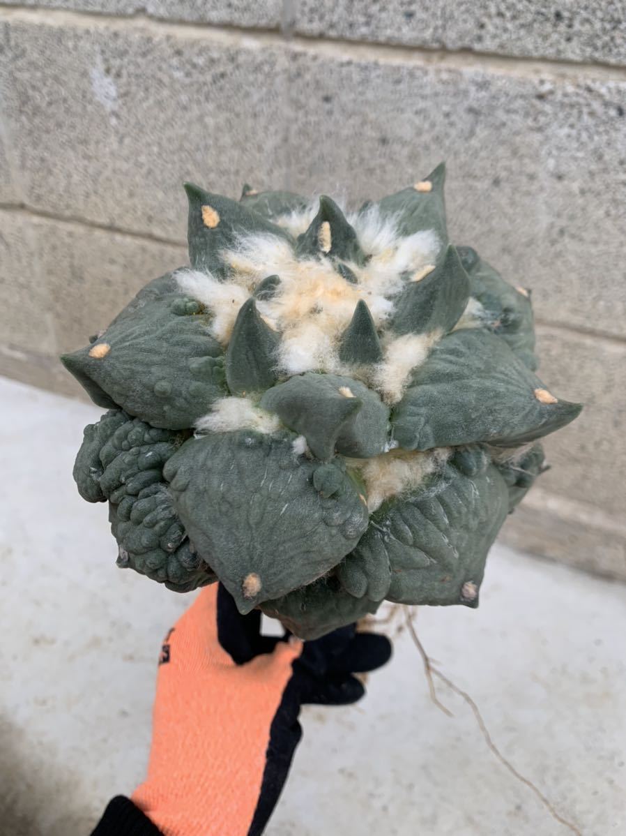 柔らかい 1 花牡丹モンスト 接木 抜き苗 サボテン 多肉植物 アリオカルプス セール価格 公式