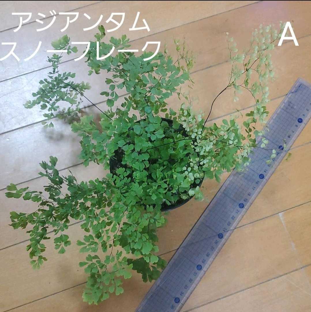 アジアンタム スノーフレーク ポット苗 A シダ アジアンタム スノーフレーク ポット苗 A シダ