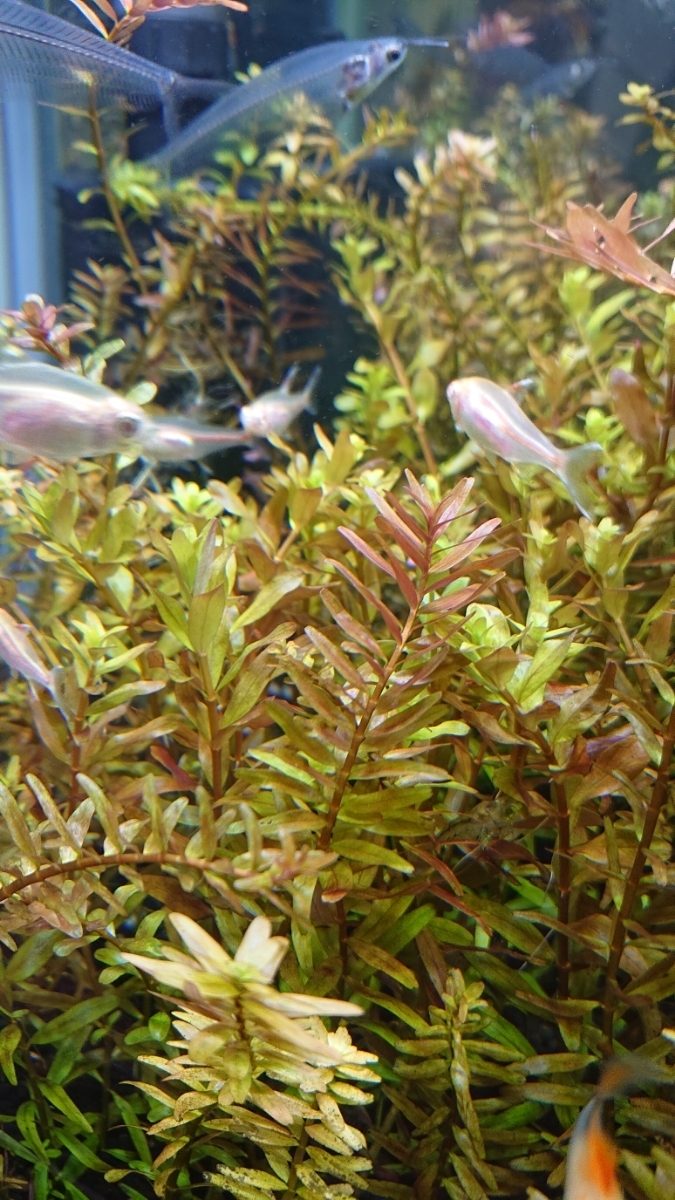 水草 ロタラ ロタラ インディカ 15本 水中葉 メダカ 産卵床 稚魚の隠れ家 無農薬 その他 売買されたオークション情報 Yahooの商品情報をアーカイブ公開 オークファン Aucfan Com 水草 ロタラ ロタラ インディカ 15本 水中葉 メダカ 産卵床 稚魚の隠れ家 無農薬 その他 売買されたオークション情報 Yahooの商品情報をアーカイブ公開 オークファン Aucfan Com