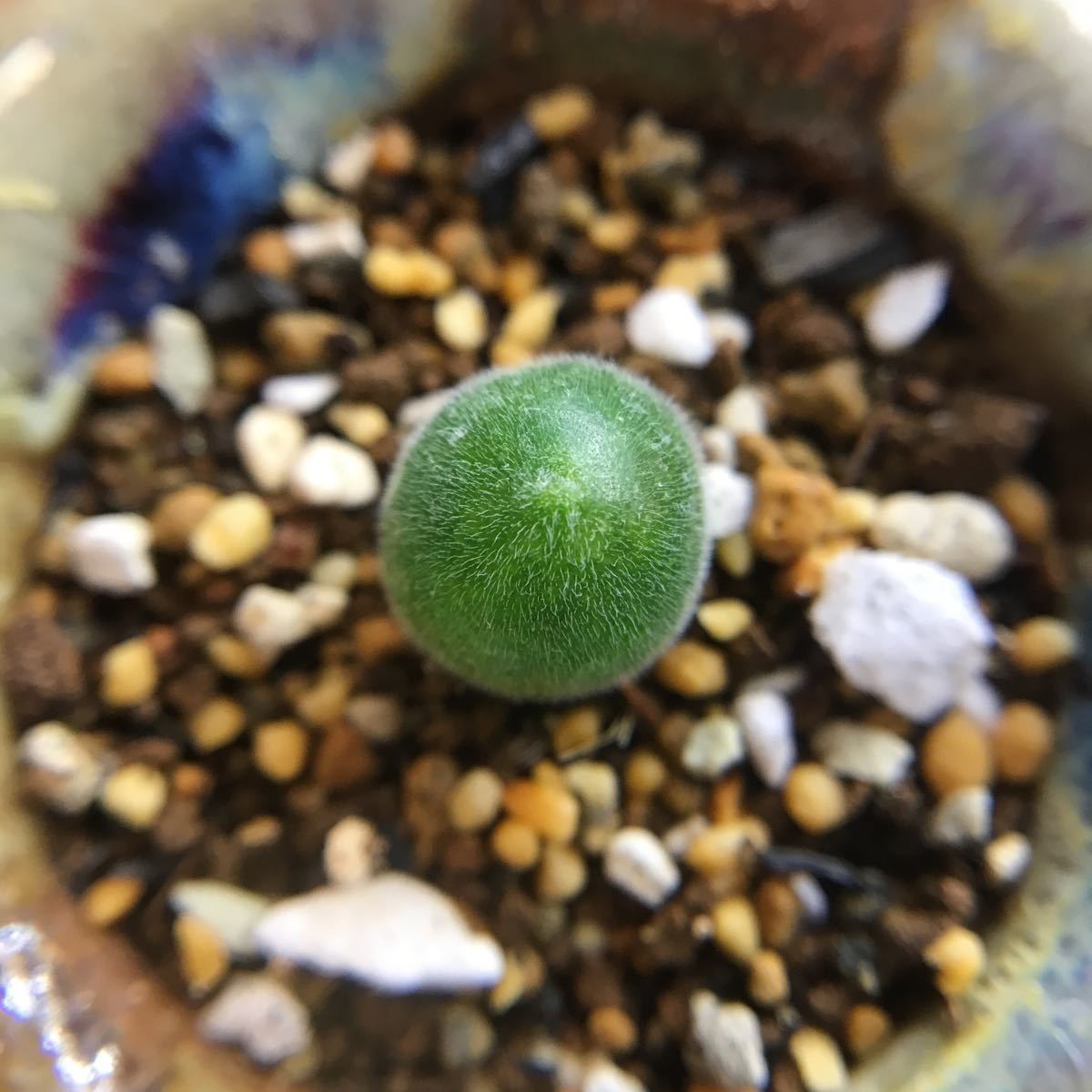 多肉植物ムイリア ホルテンセ 宝輝玉 実生 多肉植物ムイリア ホルテンセ 宝輝玉 実生