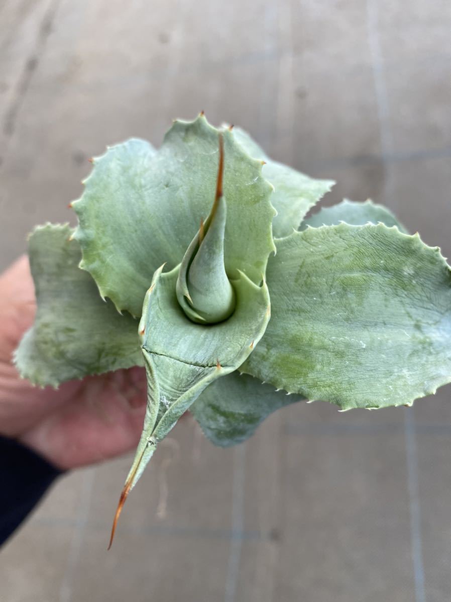 斑入りAgave ovatifolia 'Frosted Flecks' オバティフォリア gastech