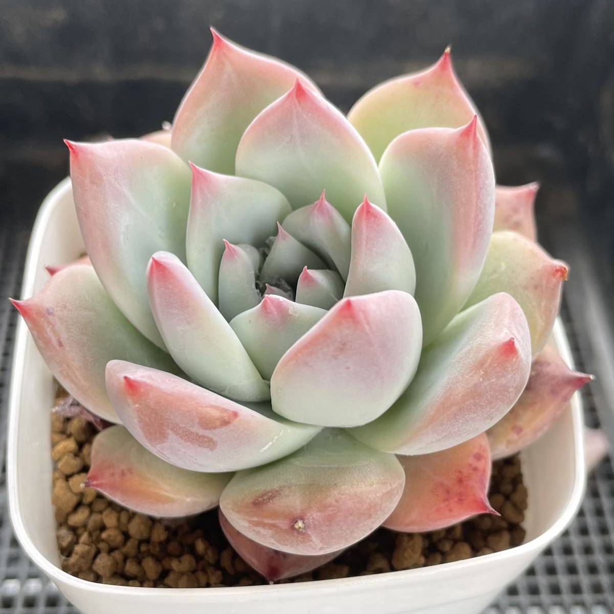 多肉植物 エケベリア リンゼアナ 自家繁殖苗 根付き | monsterdog.com.br
