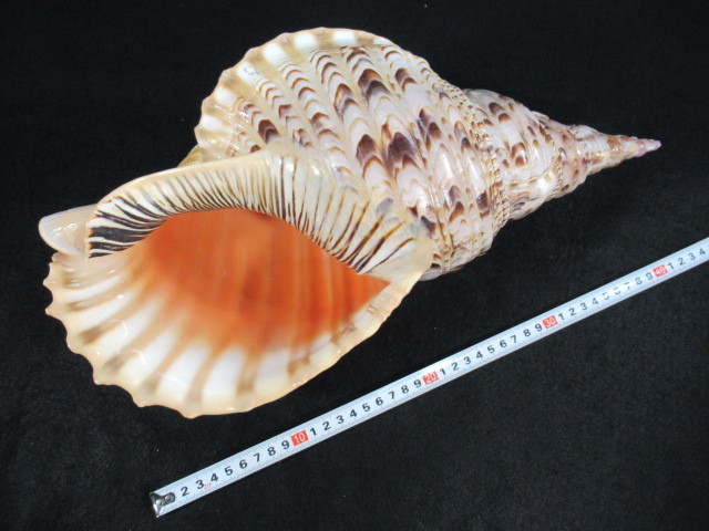 ◇法螺貝◇ほらがい◇ホラガイ◇40.6cm ◇法螺貝◇ほらがい◇ホラガイ◇40.6cm