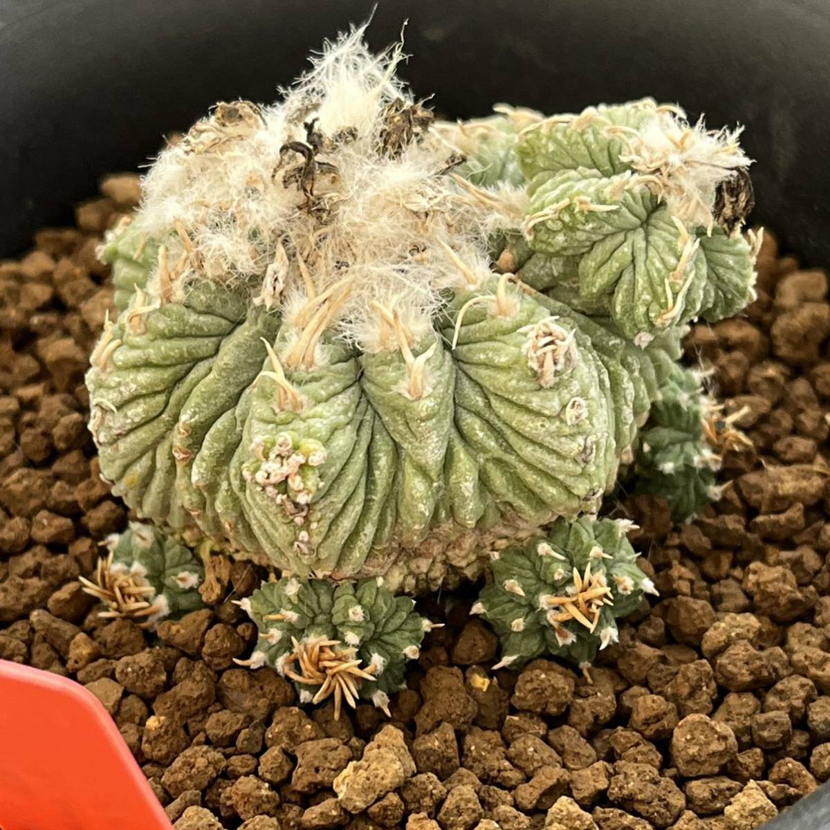 Yahoo!オークション - サボテン・多肉植物 832 花籠 実生 Yahoo!オークション - サボテン・多肉植物 832 花籠 実生