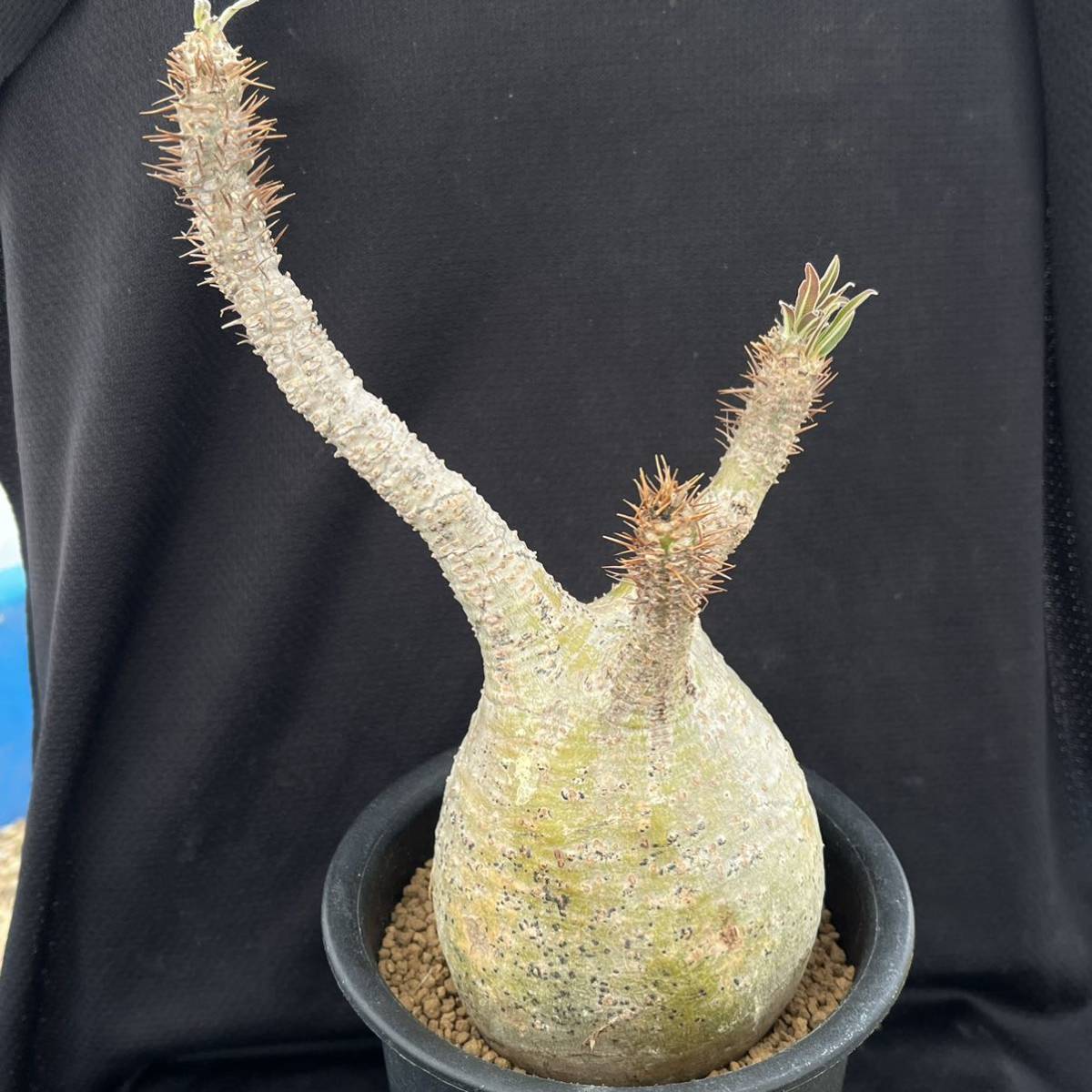 塊根植物 コーデックス 多肉植物 860 パキポディウムグラキリス Pachypodium Gracilius 象牙宮 新着 現地球 サボテン 売買されたオークション情報 Yahooの商品情報をアーカイブ公開 オークファン Aucfan Com