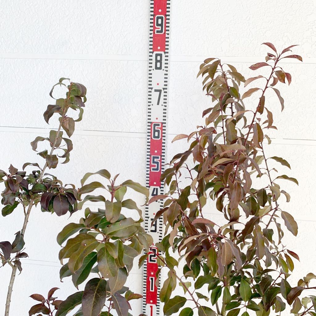 ソヨゴ 株立ち 約170cm そよご シンボルツリー 落葉樹 コバノトネリコ アオタゴ アオダモ 植木 庭木 Pik2ar Org