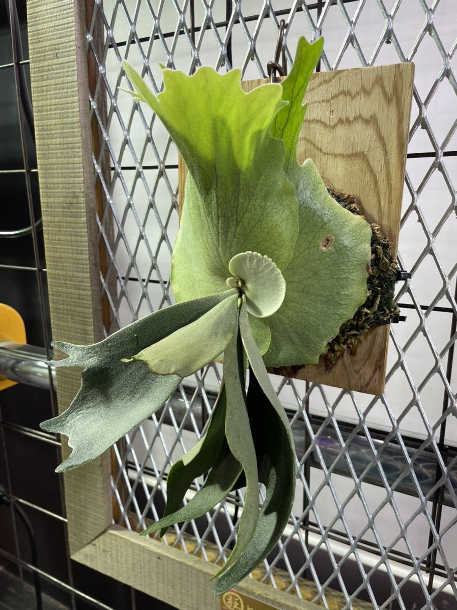 贅沢 【ビカクシダ】P.Willinckii dwarf spore tatsuta - 植物/観葉植物