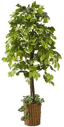 購入特典付き 人工観葉植物 ベンジャミン 8大特典付 花 園芸 観葉植物 Roe Solca Ec
