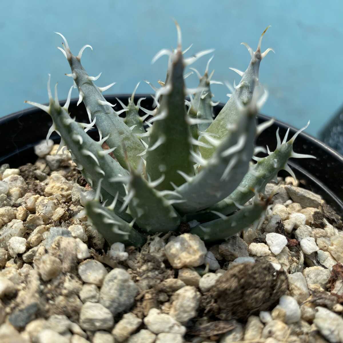 1Aloe erinacea アロエ エリナケア 4株 特選株 | maklumat.id