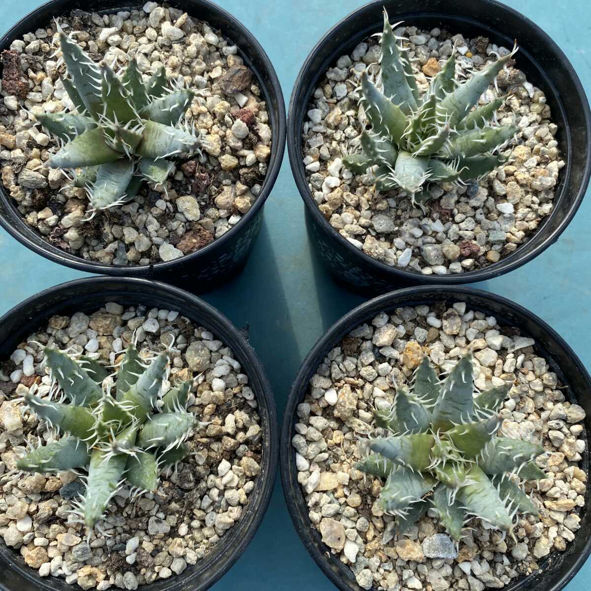 1Aloe erinacea アロエ エリナケア 4株 特選株 | maklumat.id