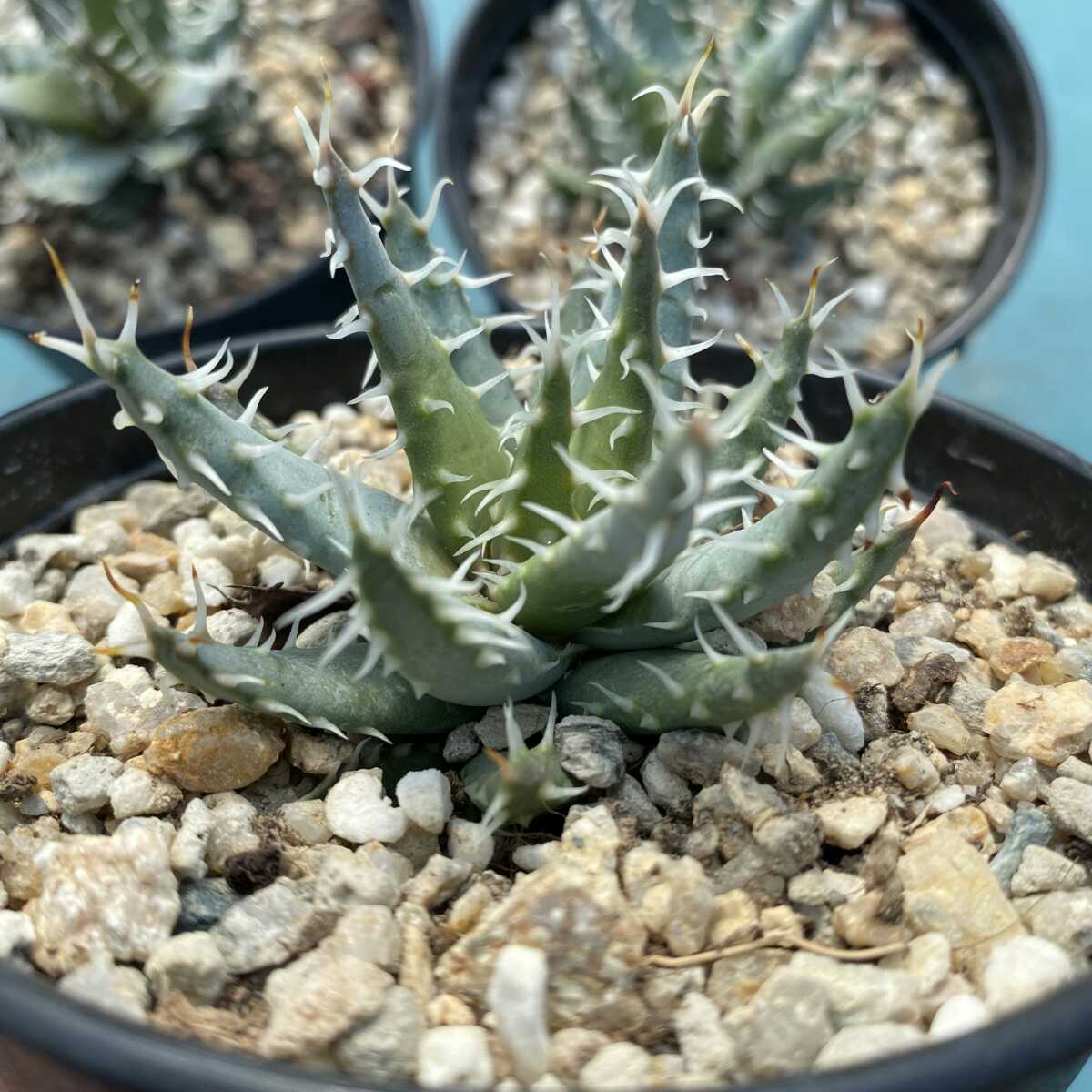 1Aloe erinacea アロエ エリナケア 4株 特選株 | maklumat.id