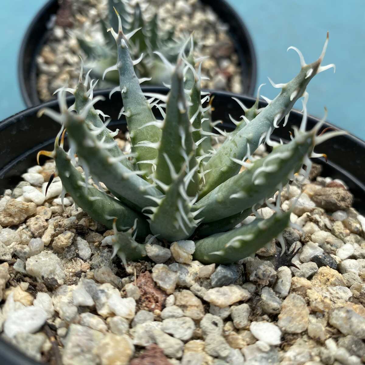 1Aloe erinacea アロエ エリナケア 4株 特選株 | maklumat.id