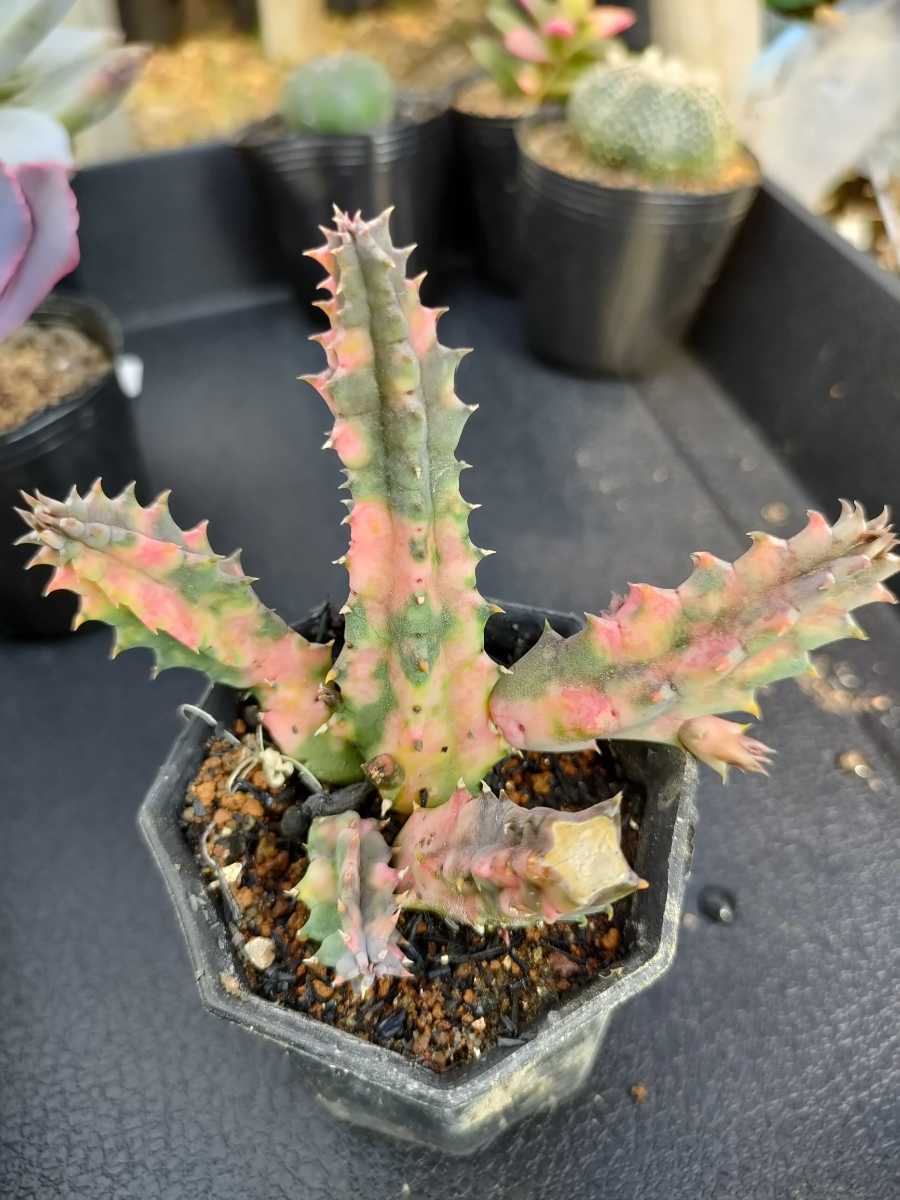 ゼブリナ錦 美斑入り 多頭立ち 状態良好 発根済 子株続々 サボテン 売買されたオークション情報 Yahooの商品情報をアーカイブ公開 オークファン Aucfan Com ゼブリナ錦 美斑入り 多頭立ち 状態良好 発根済 子株続々 サボテン 売買されたオークション情報 Yahooの商品情報をアーカイブ公開 オークファン Aucfan Com