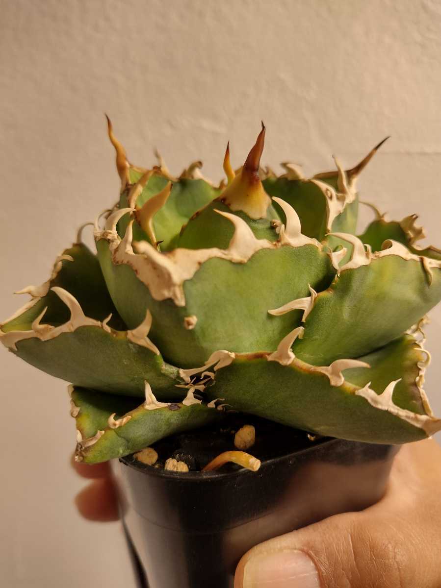 ヤフオク! - 【AGAVE TITANOTA 金鯨】アガベ チタノタ 金...