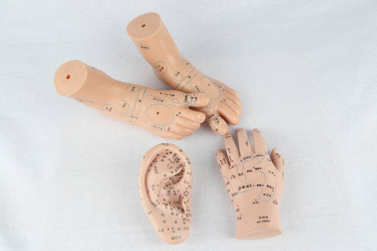 医学・教学用人体模型　　足・手・耳 経穴、反射区模型セット