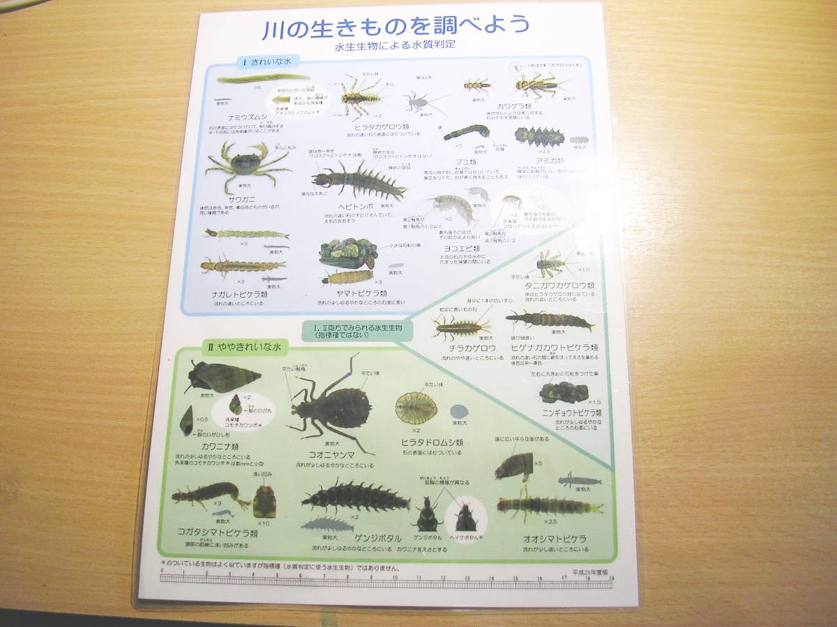 川の生きものを調べよう(下敷き)_画像1