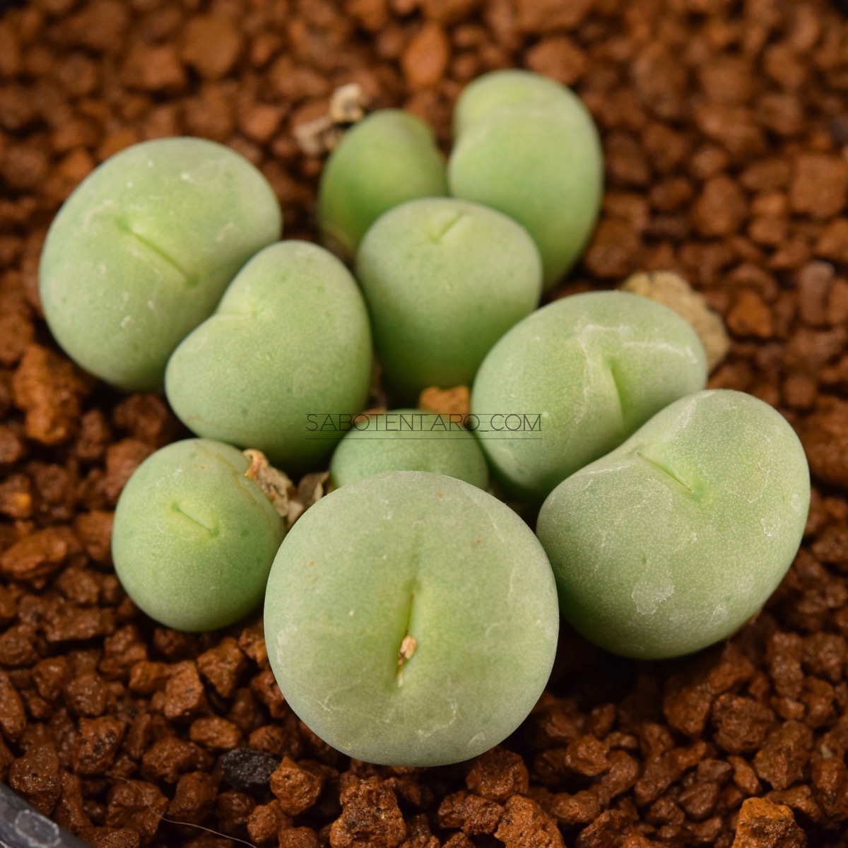 ヤフオク! - Conophytum pageae 小姓 コノフィツム パ...