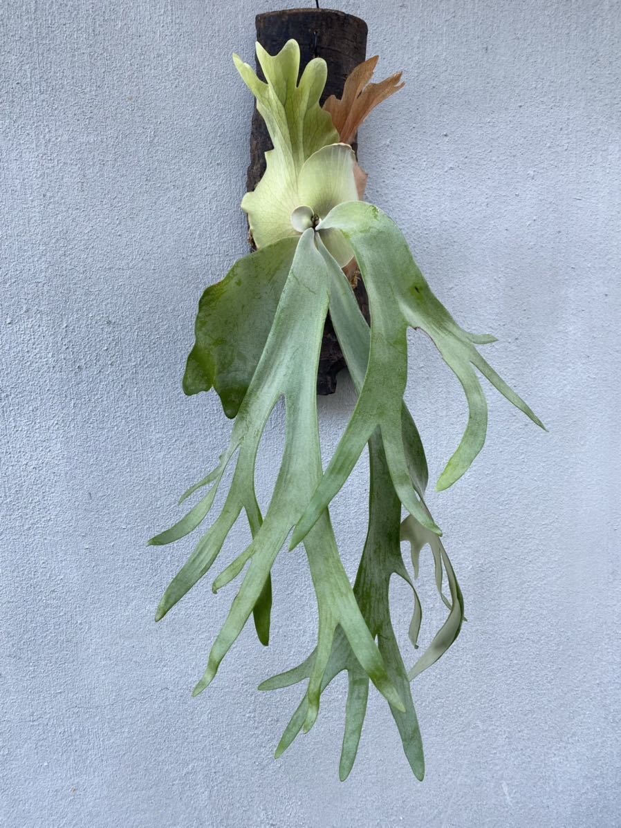 P.willinckii ウィリンキー ビカクシダ コウモリラン www.gastech.com.tr