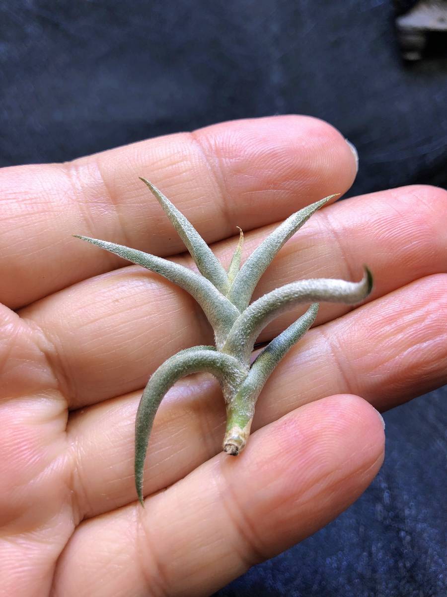 ヤフオク! - 【T2】Tillandsia hirta forma Minor・ティラン...