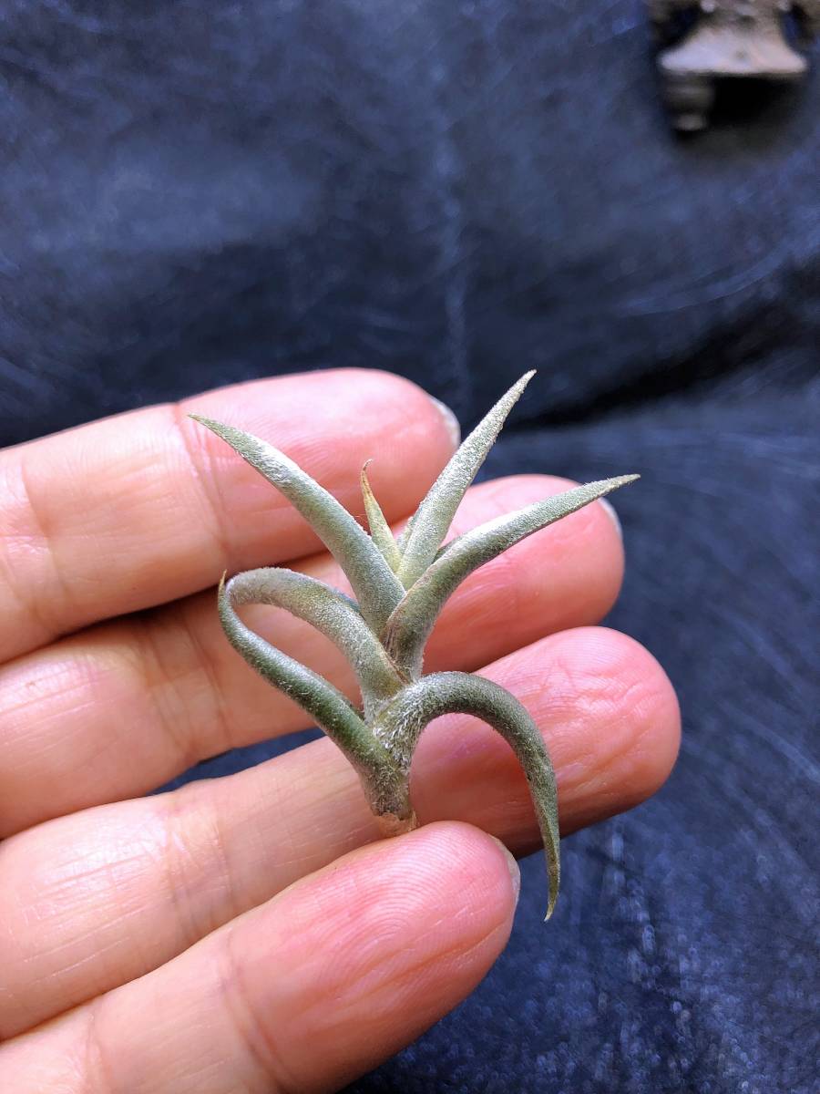 ヤフオク! - 【T2】Tillandsia hirta forma Minor・ティラン...