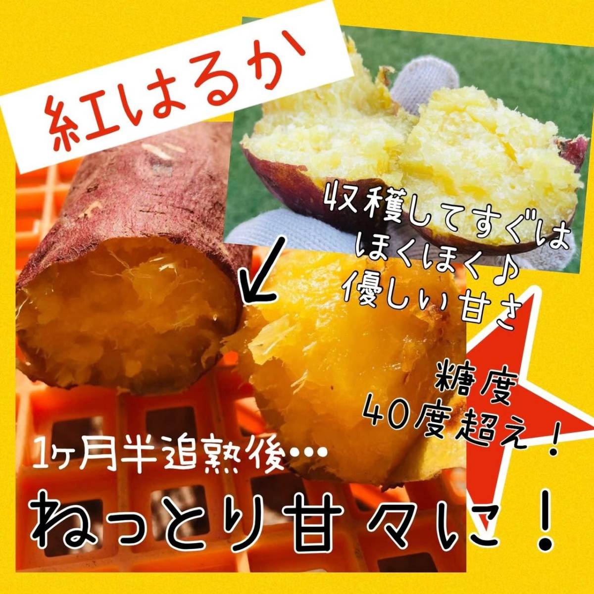 Paypayフリマ 追熟済 紅はるか10kg さつまいも 安納芋より糖度が高い 無農薬で育てました 干し芋に最適 Paypayフリマ 追熟済 紅はるか10kg さつまいも 安納芋より糖度が高い 無農薬で育てました 干し芋に最適