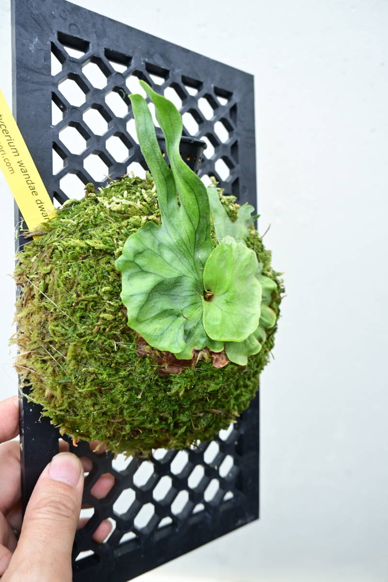 P.wandae dwarf② @bikamori.com ビカクシダ ワンダエドワーフ | pybli