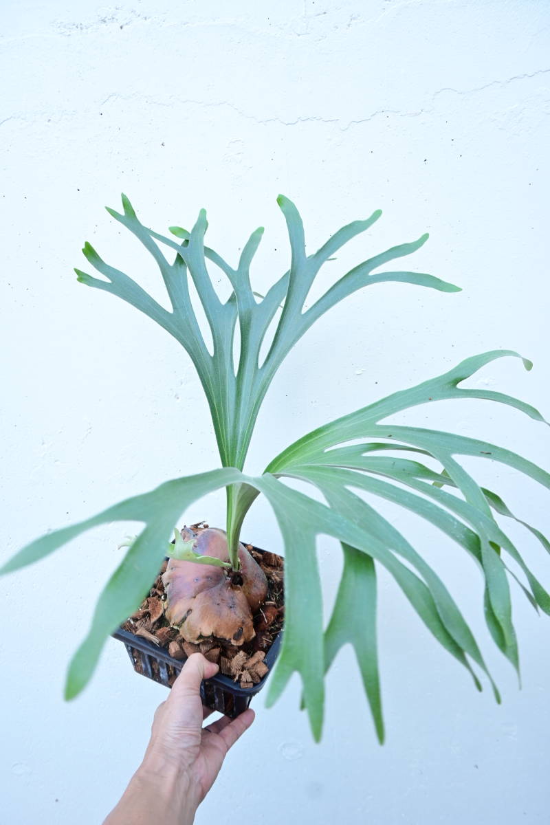 商品販売 ビカクシダ P.vassei(P.alcicorne-madagascar) 植物/観葉植物 