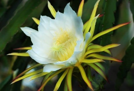 サボテン ドラゴンフルーツ 苗 多肉植物 種 月下美人似 花咲き 一品のみ 限定 観葉植物 売買されたオークション情報 Yahooの商品情報をアーカイブ公開 オークファン Aucfan Com サボテン ドラゴンフルーツ 苗 多肉植物 種 月下美人似 花咲き 一品のみ 限定 観葉植物 売買されたオークション情報 Yahooの商品情報をアーカイブ公開 オークファン Aucfan Com