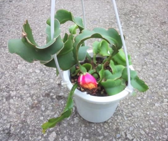 サボテン ドラゴンフルーツ 苗 多肉植物 種 月下美人似 花咲き 一品のみ 限定 観葉植物 売買されたオークション情報 Yahooの商品情報をアーカイブ公開 オークファン Aucfan Com サボテン ドラゴンフルーツ 苗 多肉植物 種 月下美人似 花咲き 一品のみ 限定 観葉植物 売買されたオークション情報 Yahooの商品情報をアーカイブ公開 オークファン Aucfan Com