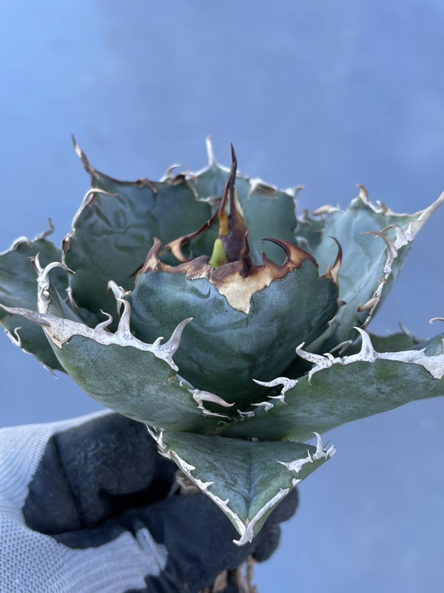 多肉植物アガベ チタノタ白鯨極上株 www.neelikon.co.uk