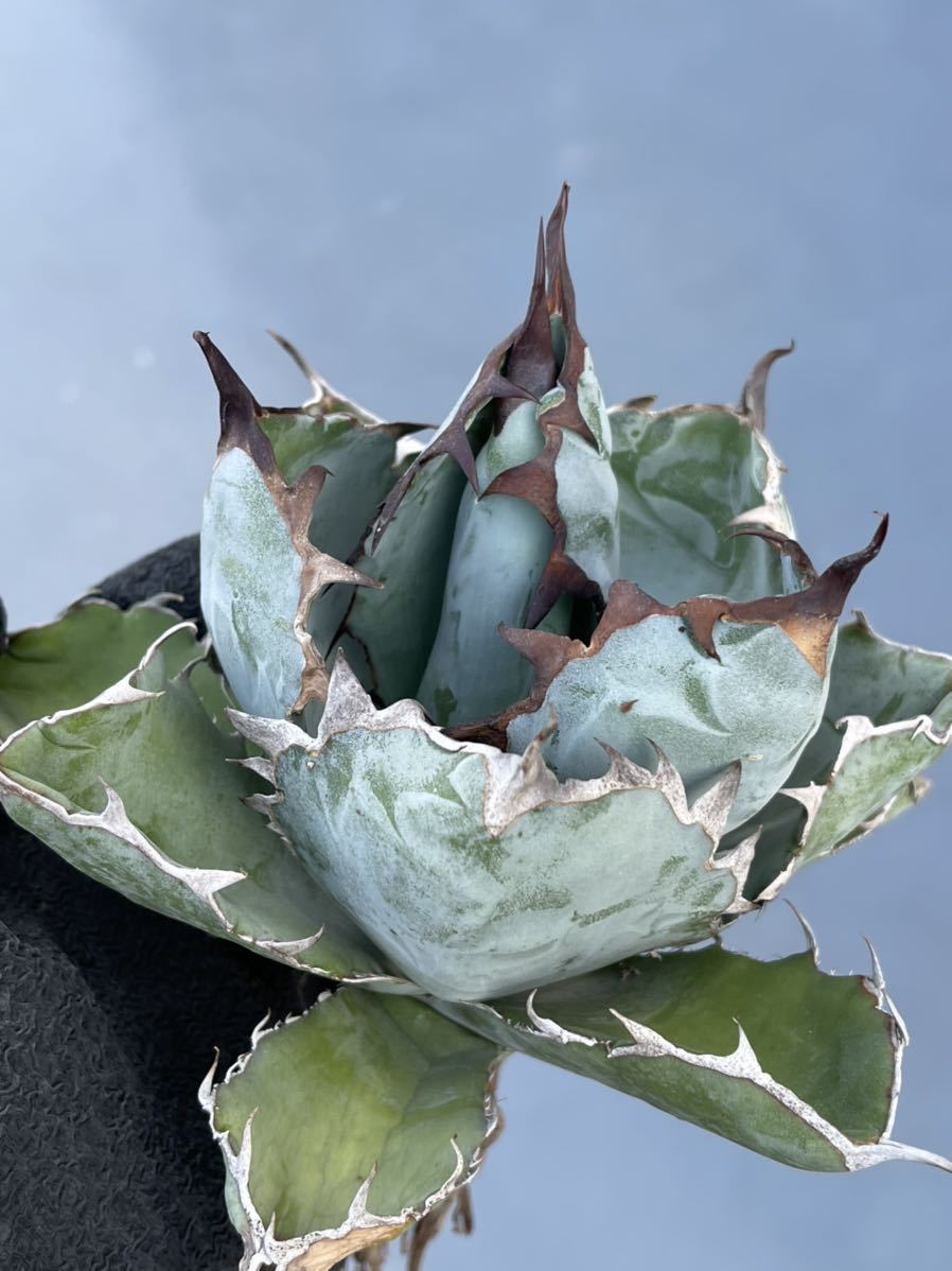 多肉植物アガベ チタノタ ブラックアンドブルー大株A www.gastech.com.tr