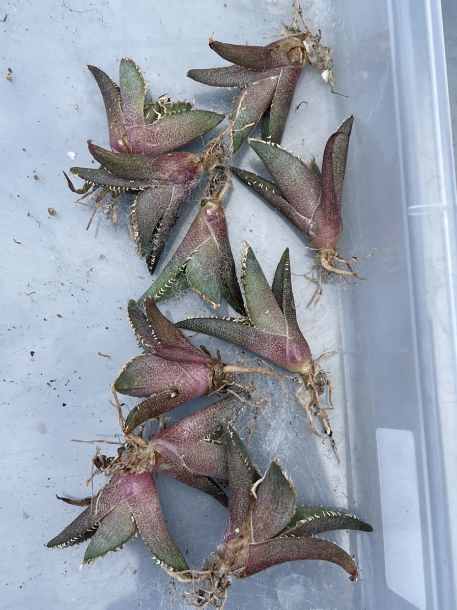 多肉植物アガベ チタノタ フィリグリー 圓葉拇指極上子株10株セット