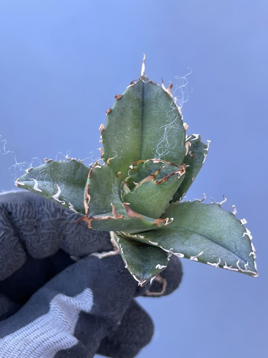 多肉植物アガベ チタノタ白鯨極上小株B liftfreight.com