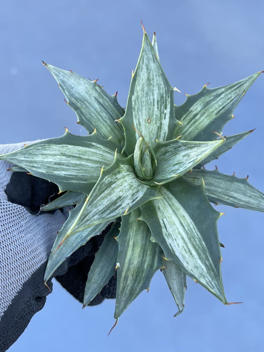 多肉植物アガベ スノーデビル極上株 www.gastech.com.tr